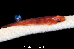 weep and ghost goby by Marco Fierli 